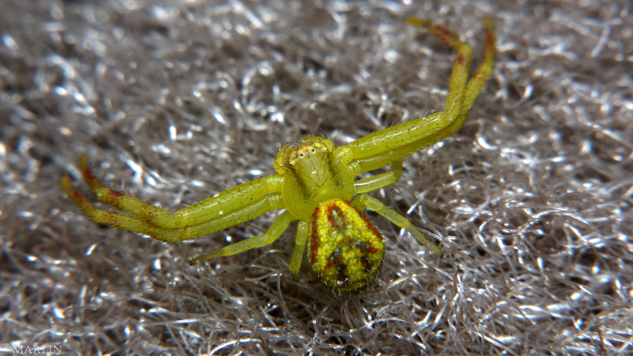 Northern Crab Spider - North American Insects & Spiders