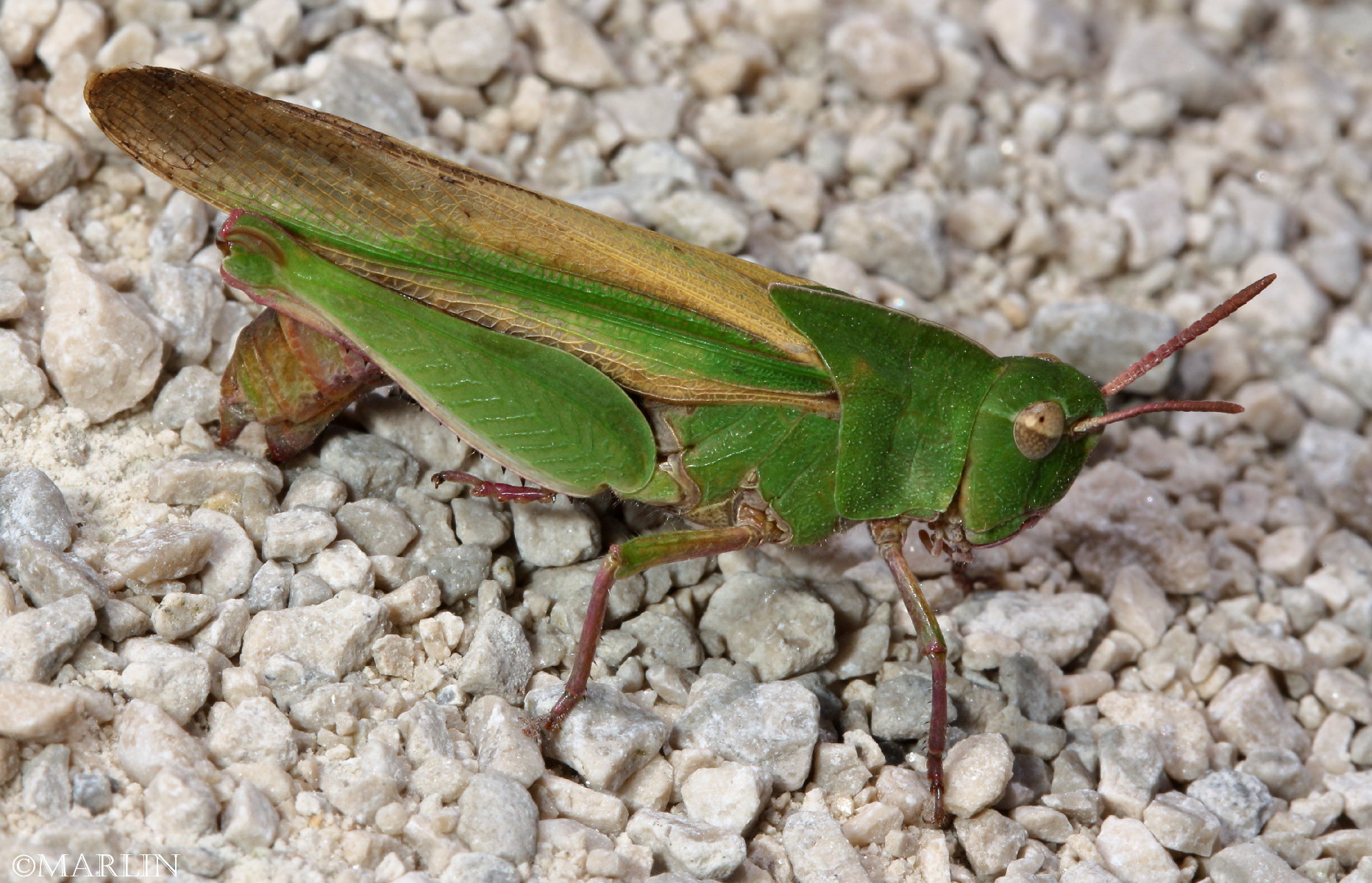 color photo Northern Green striped Grasshopper egg-laying
