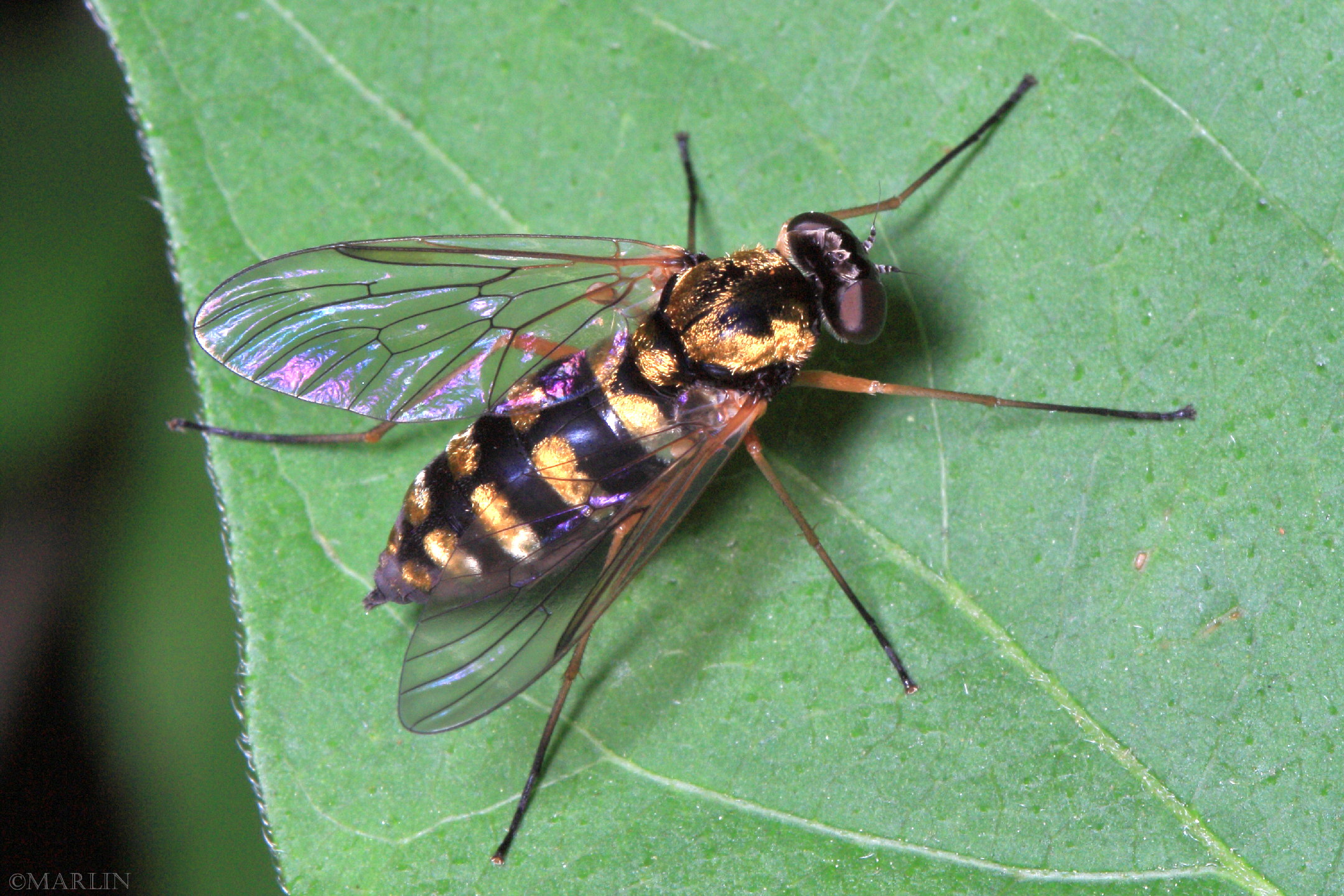 color photo Ornate Snipe Fly female dorsal view