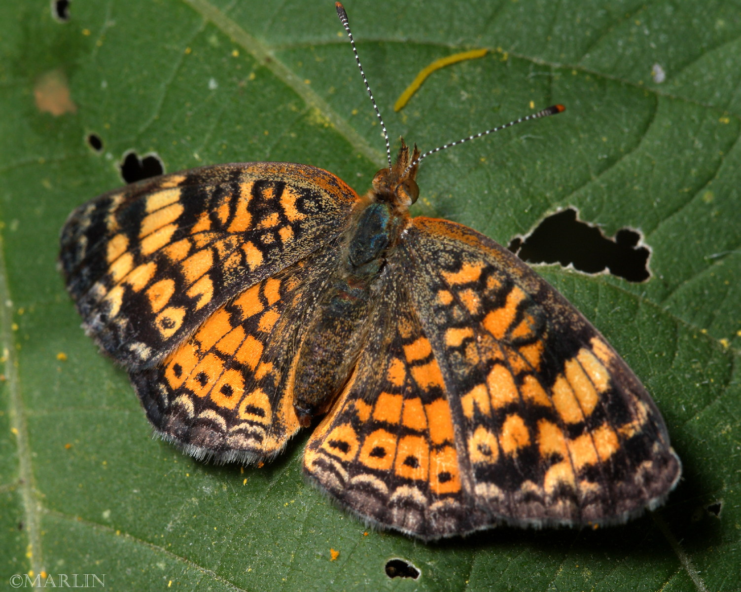 color photo Pearl Crescent Butterfly dorsal view