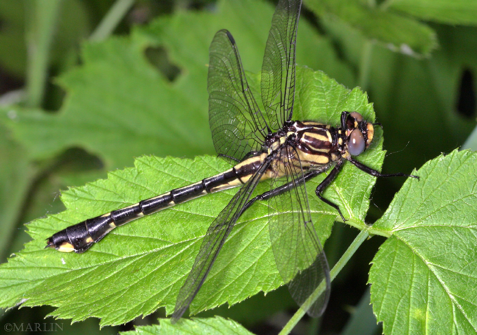 color photo Plains Clubtail Dragonfly male