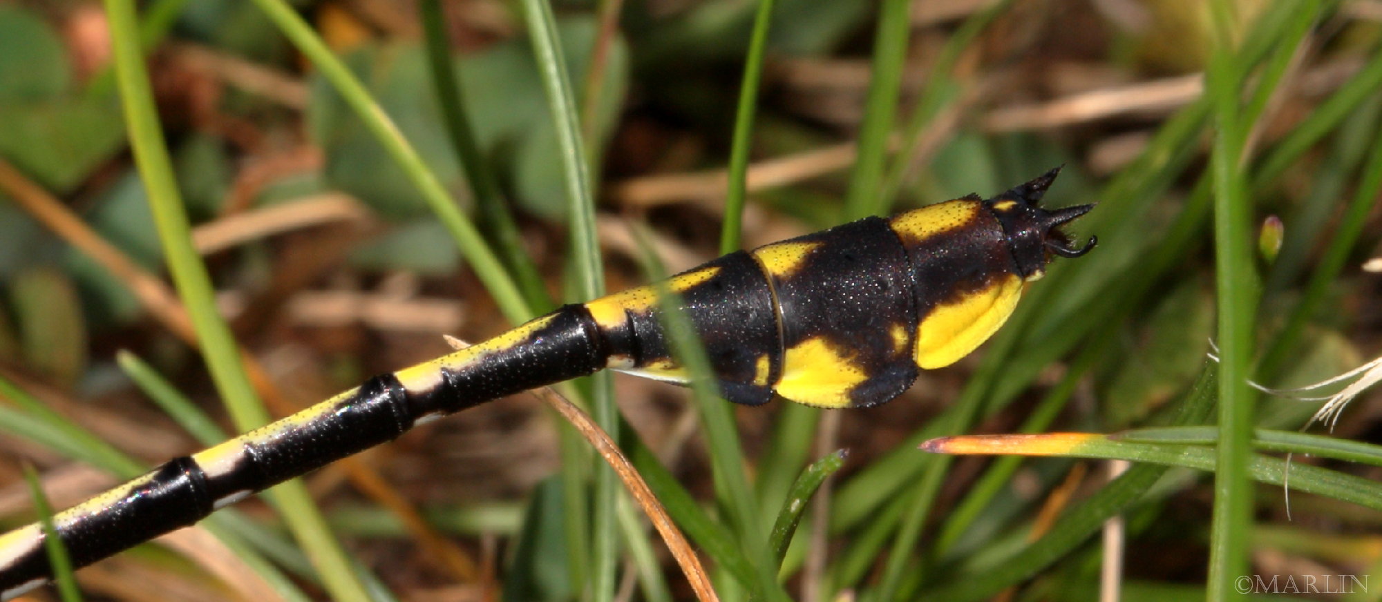color photo Plains Clubtail Dragonfly male club detail
