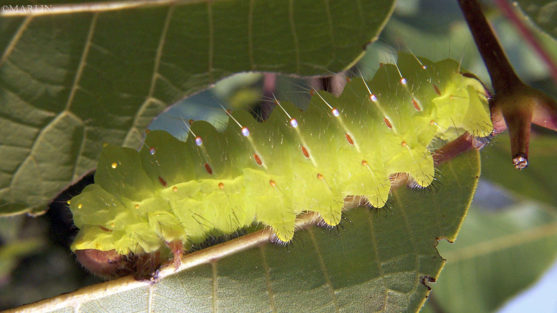 color photo polyphemus moth caterpillar