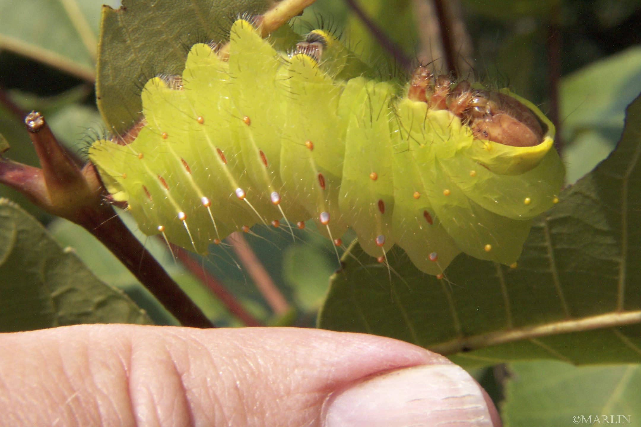 color photo polyphemus moth caterpillar with human thumb for scale