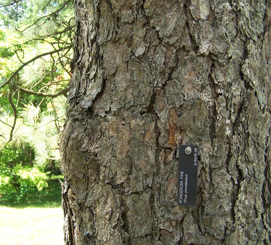 color photo ponderosa pine bark