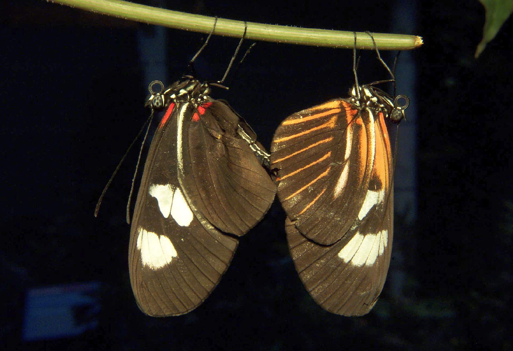 Postman Butterfly - Heliconius erato