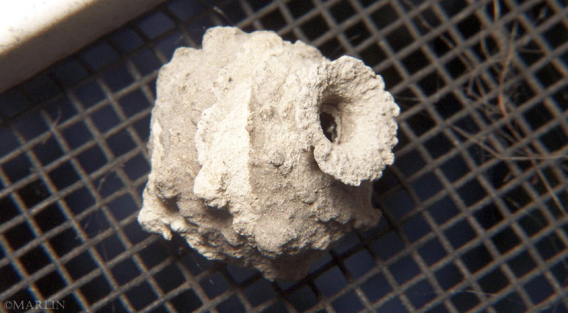 color photo potter wasp mud pot nest