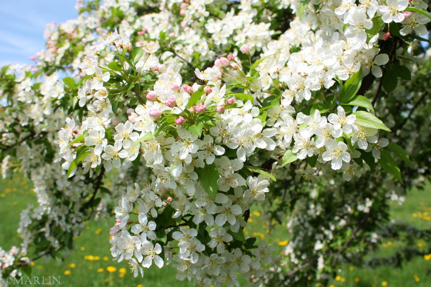color photo Pratt Crabapple blossoms