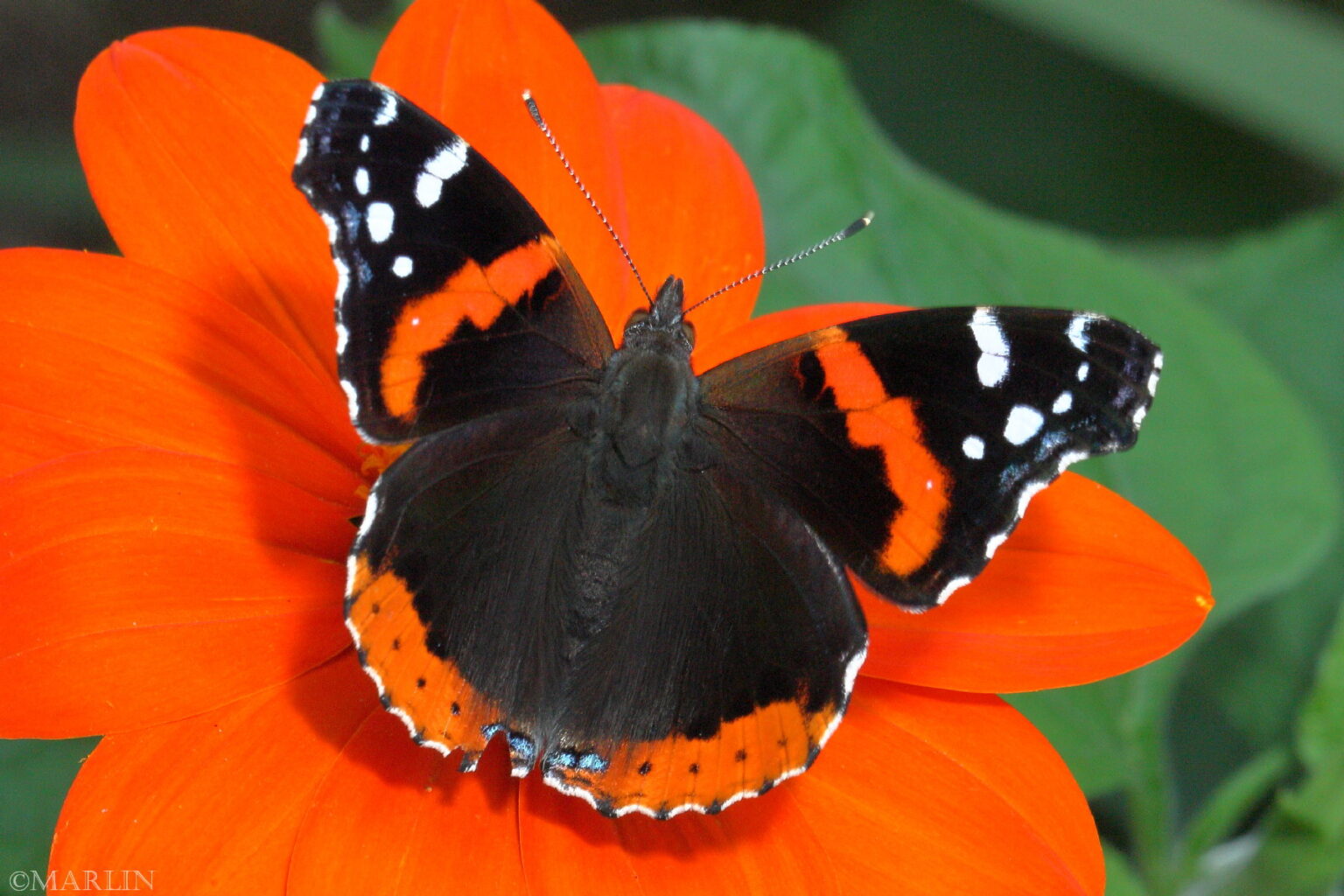 Red Admiral Butterfly North American Insects & Spiders
