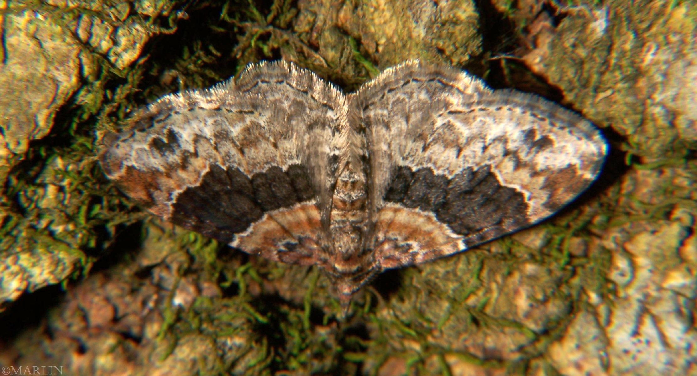 color photo Red Twin Spot Moth