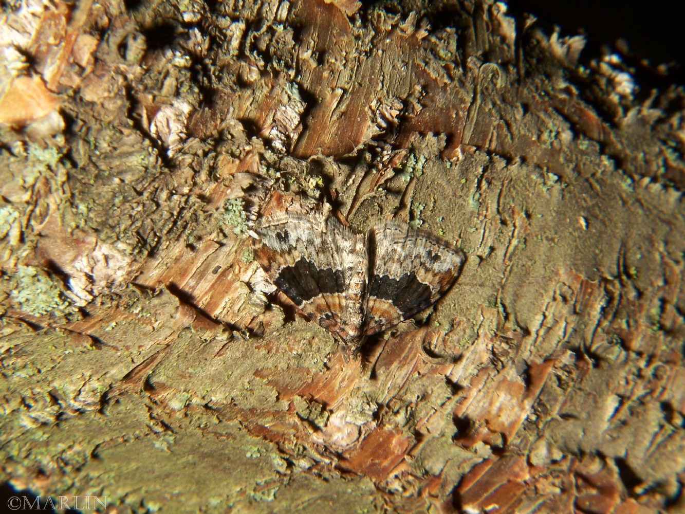 color photo Red Twin Spot Moth camouflaged on tree bark