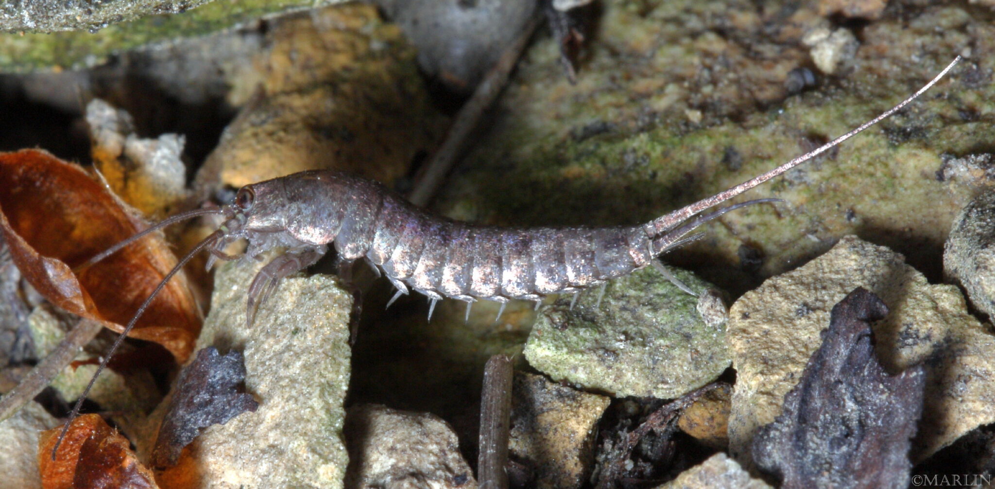 Rock Bristletail Family Meinertellidae North American Insects & Spiders