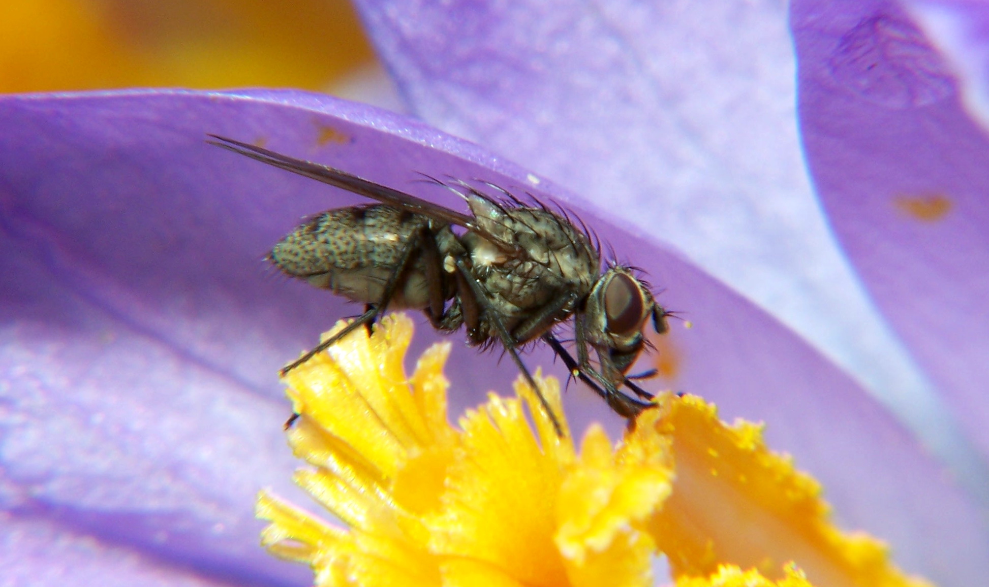 color photo Root Maggot Fly on crocus flowers