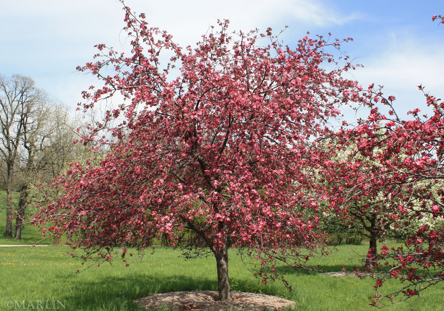 color photo ruby luster crabapple in bloom