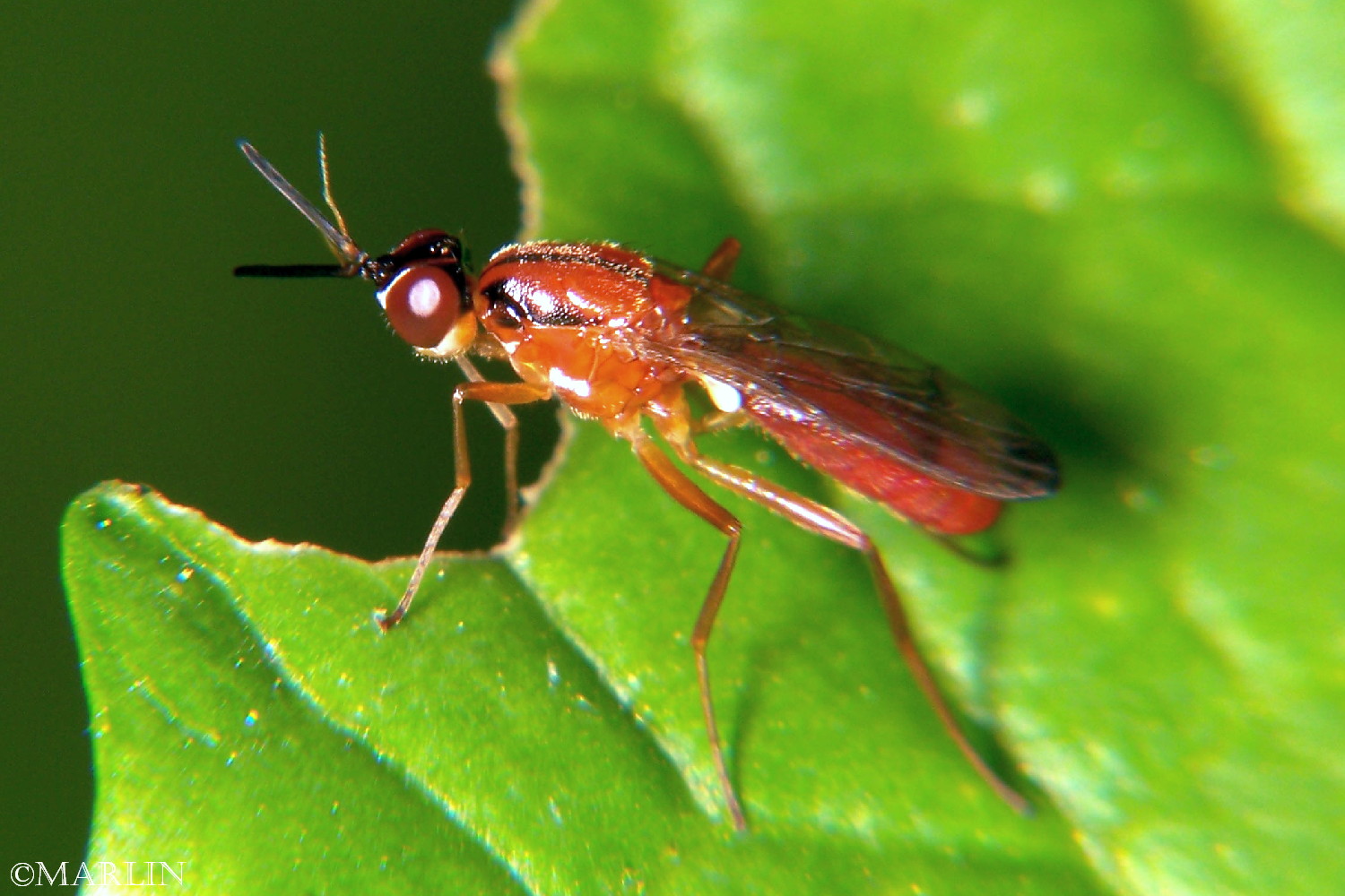 color photo Rust Fly Loxocera cylindrica