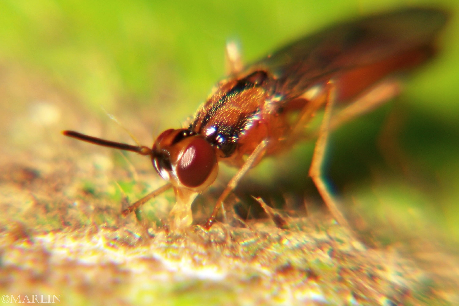 color photo Rust Fly feeding on plant