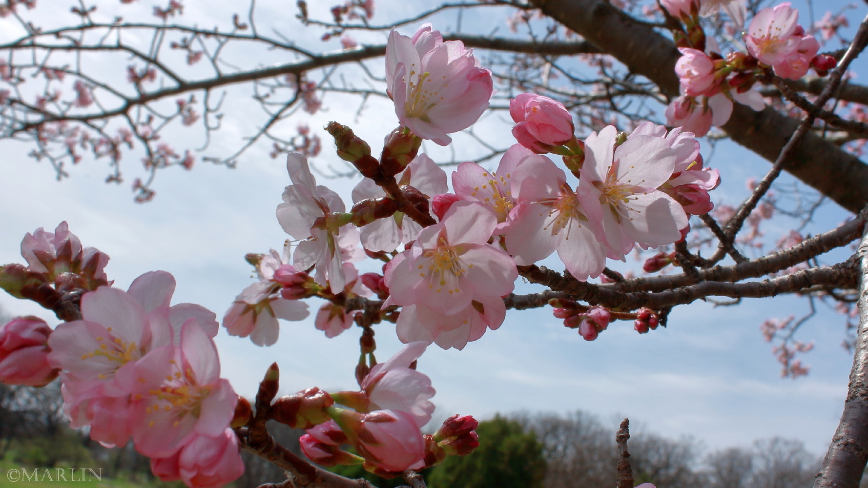 color photo Sargent Cherry blossoms