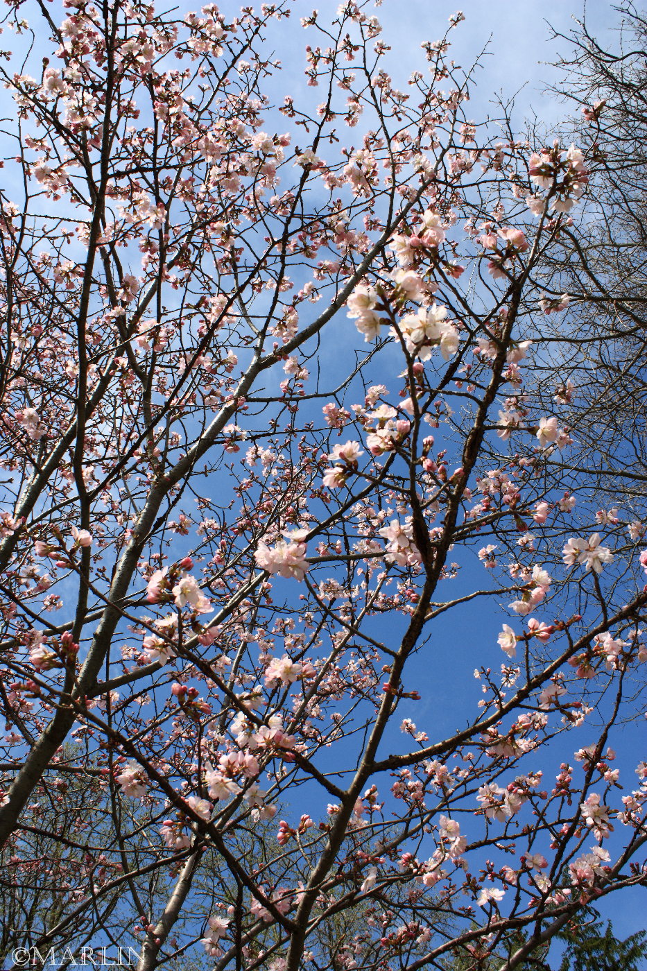 color photo Sargent Cherry blossoms against blue sky
