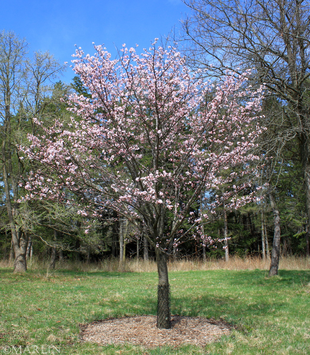 color photo Sargent Cherry Prunus sargentii