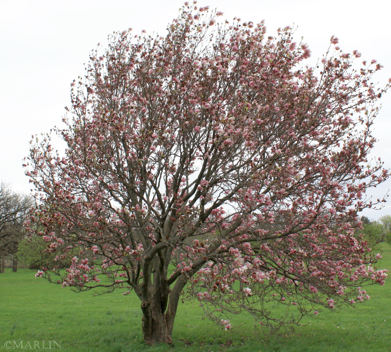 color photo Saucer Magnolia - Magnolia x soulangiana