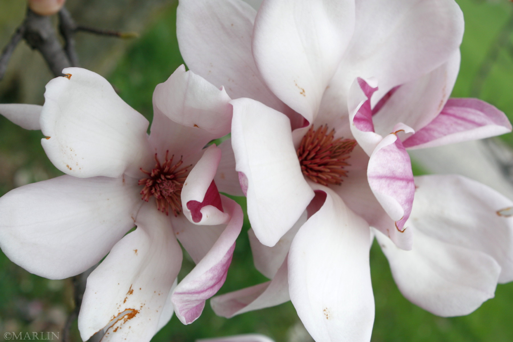 color photo Saucer Magnolia blossoms