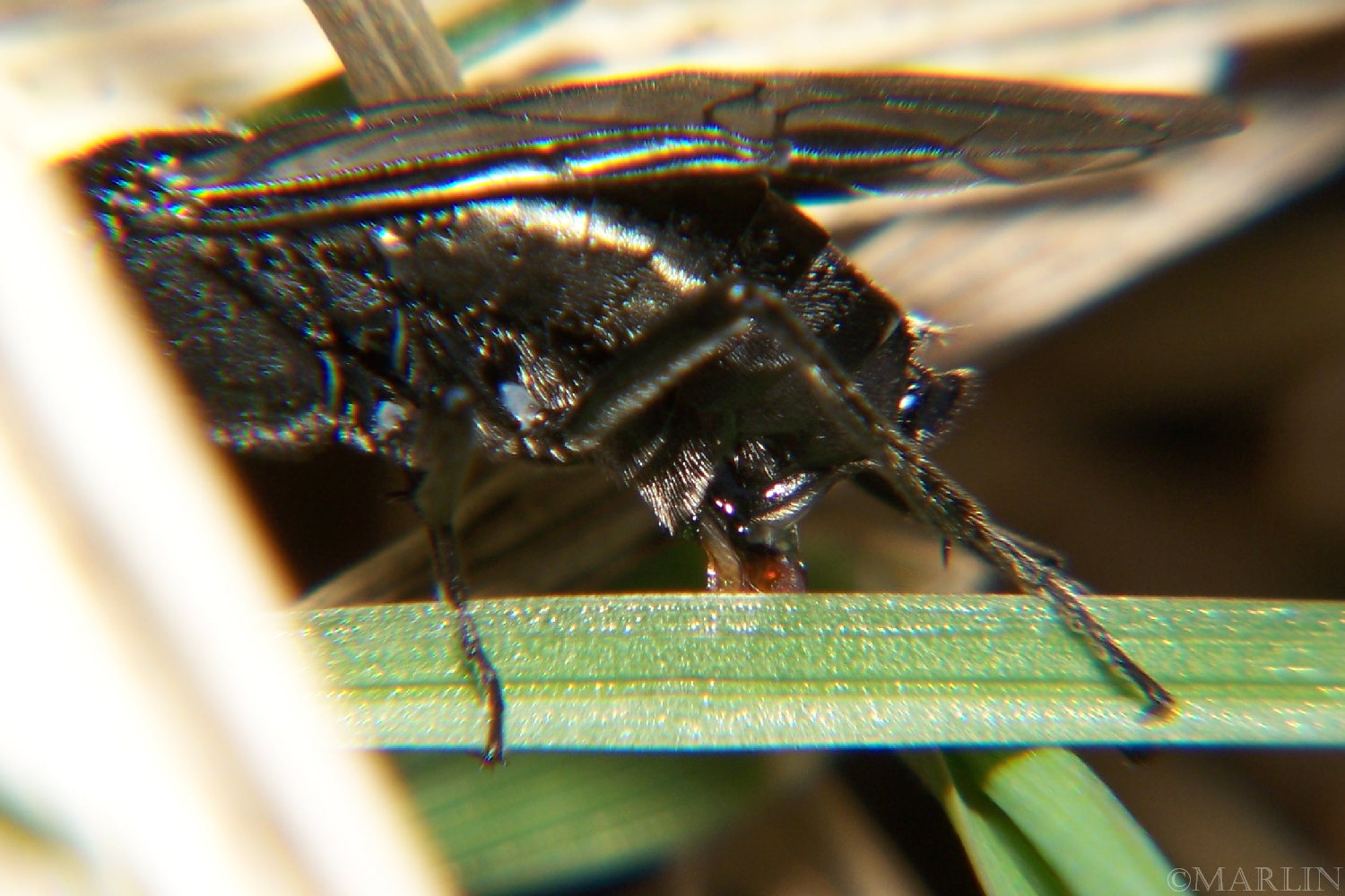 color photo Dolerus nitins sawfly egg-laying
