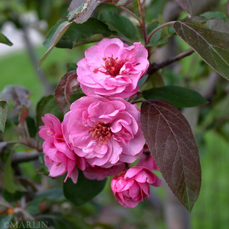 Scarlet Brandywine Crabapple North American Insects & Spiders