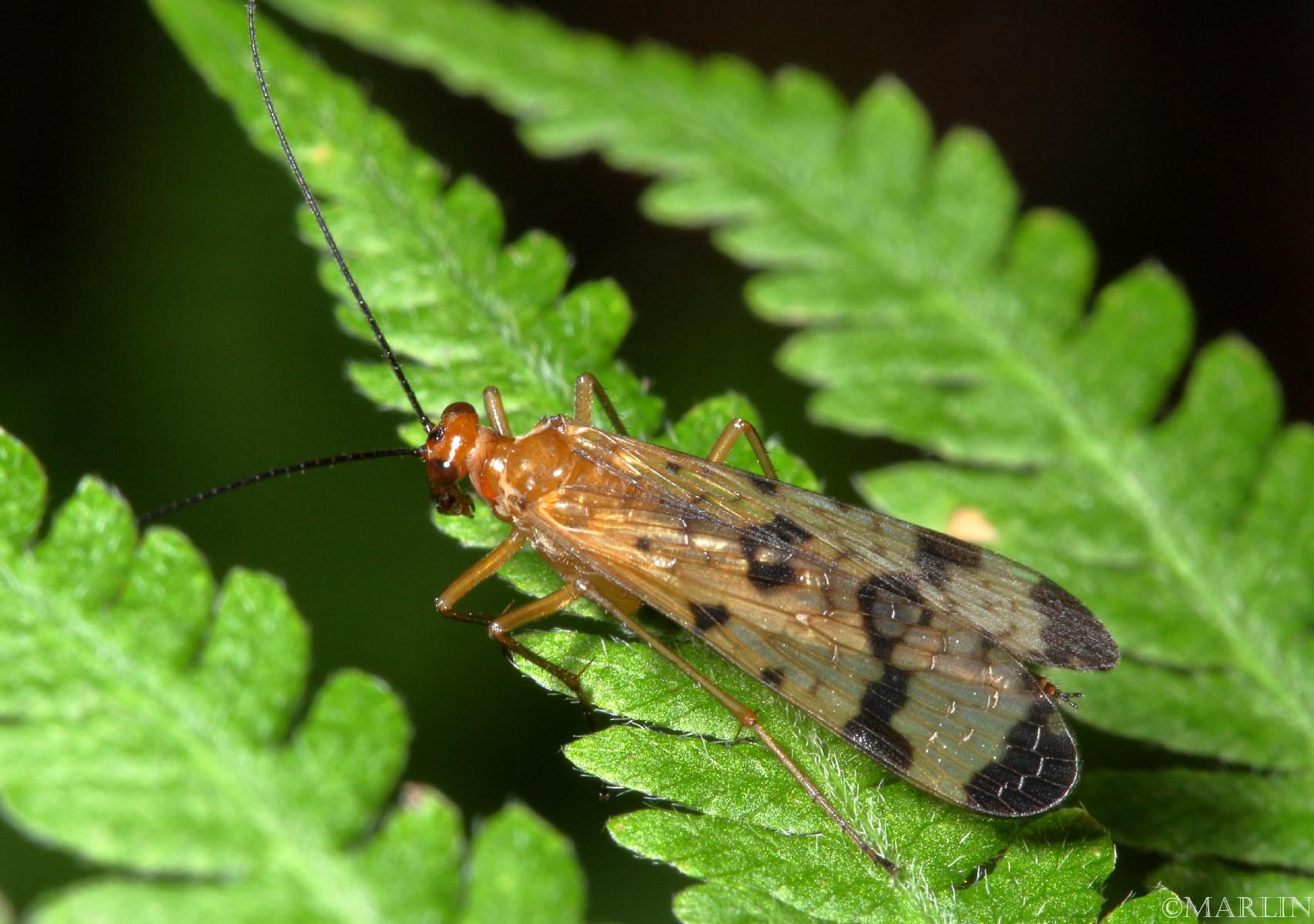 color photo adult scorpionfly dorsal view
