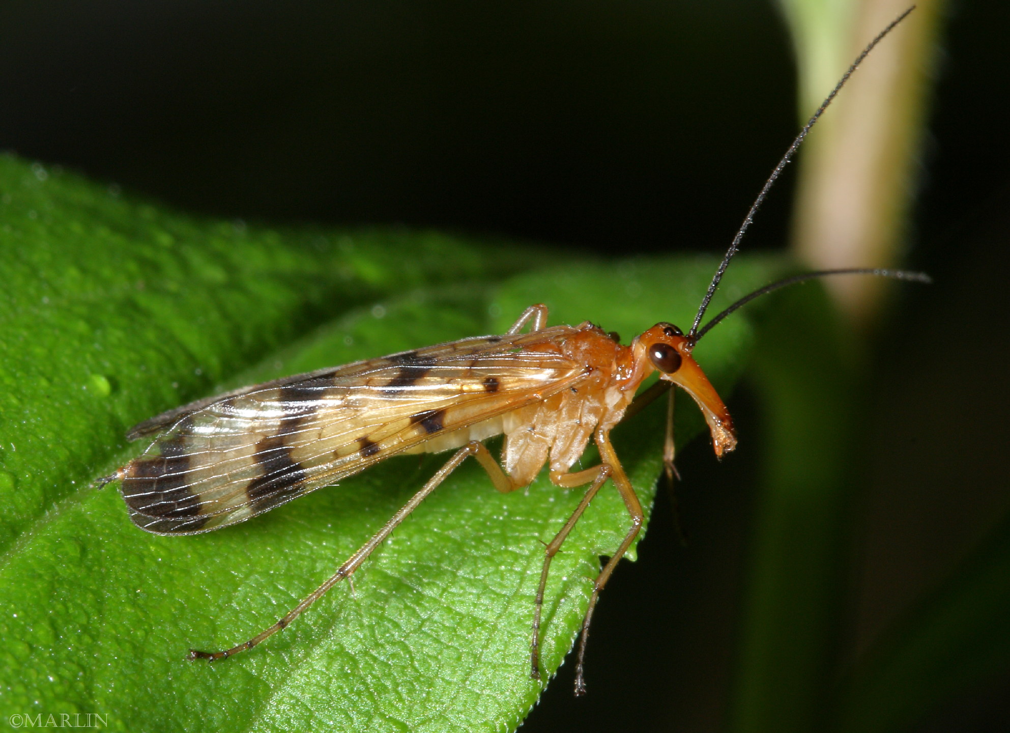 color photo adult scorpionfly