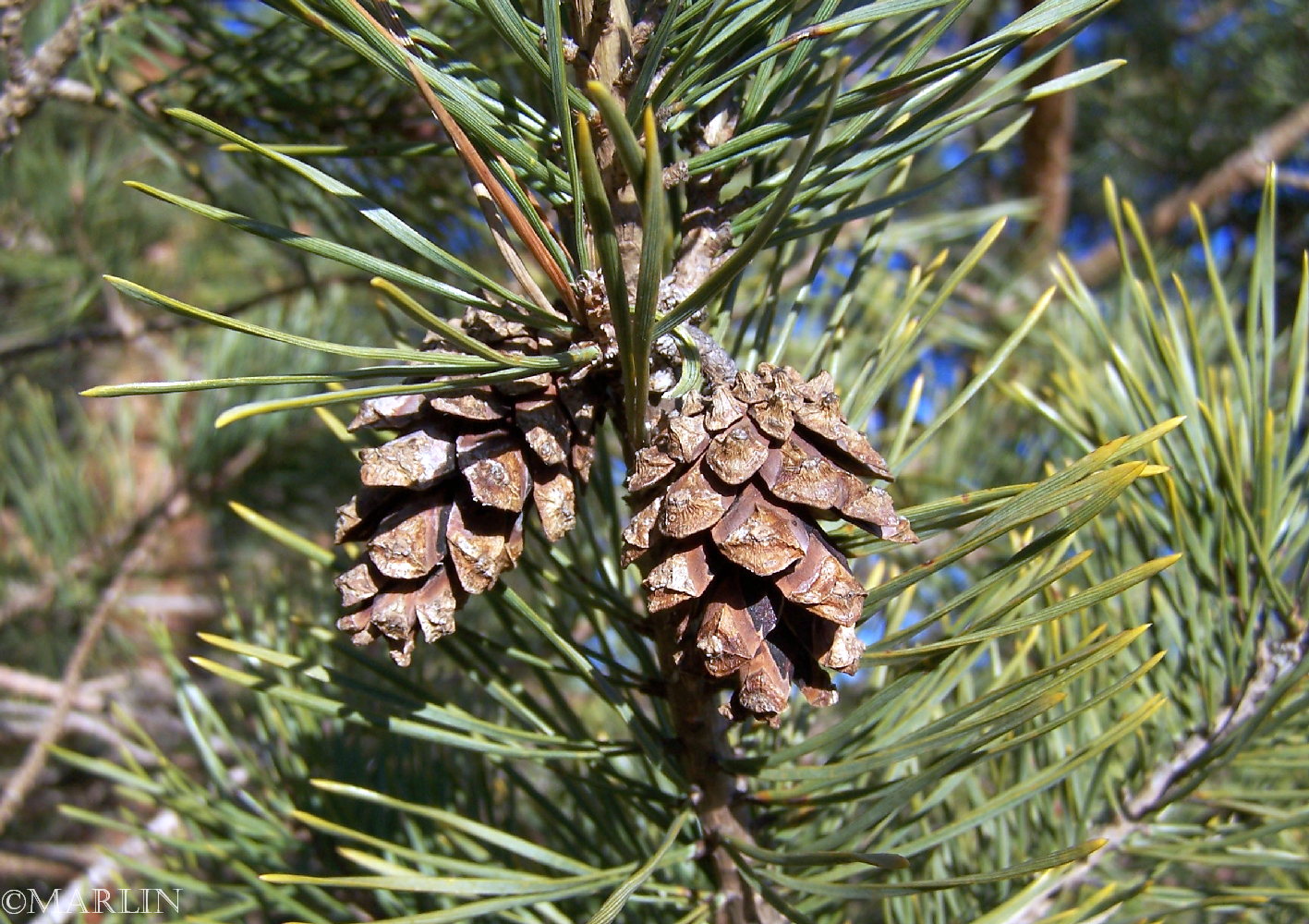 Scots Pine pine cones