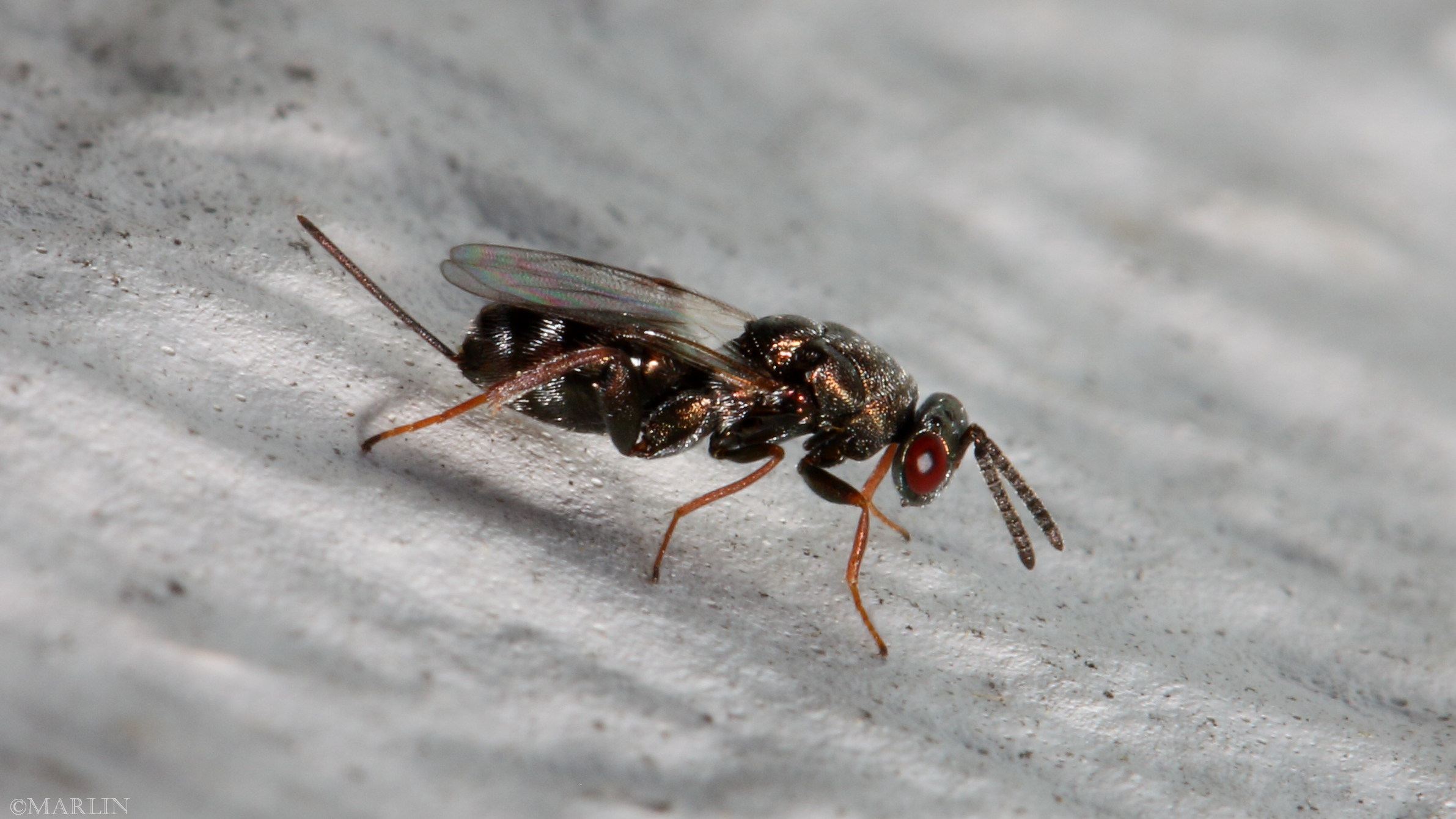 color photo Torymid wasp female