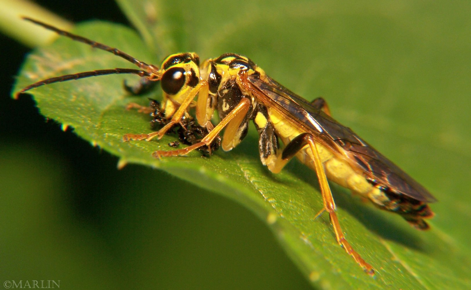 yellow sawfly eats beetle prey