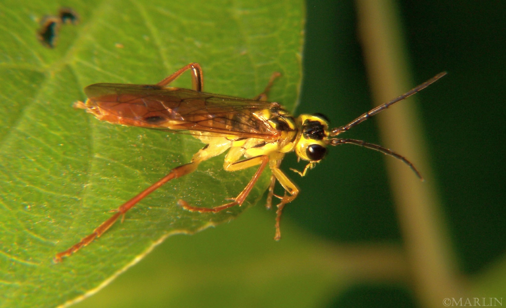yellow sawfly eats beetle prey