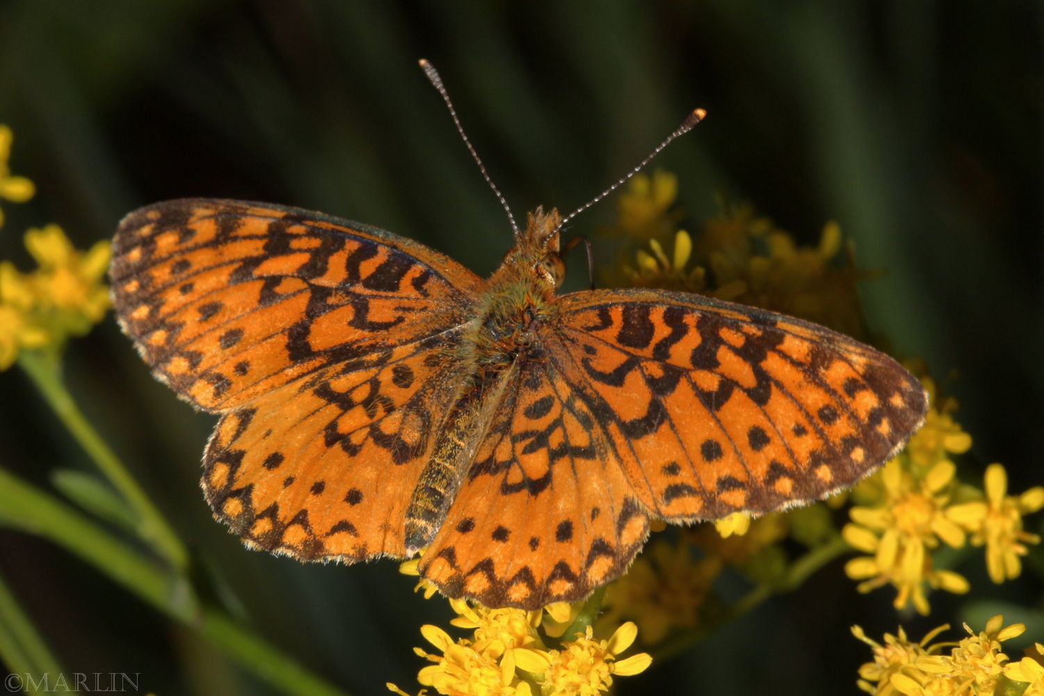 Silver-Bordered Fritillary Butterfly
