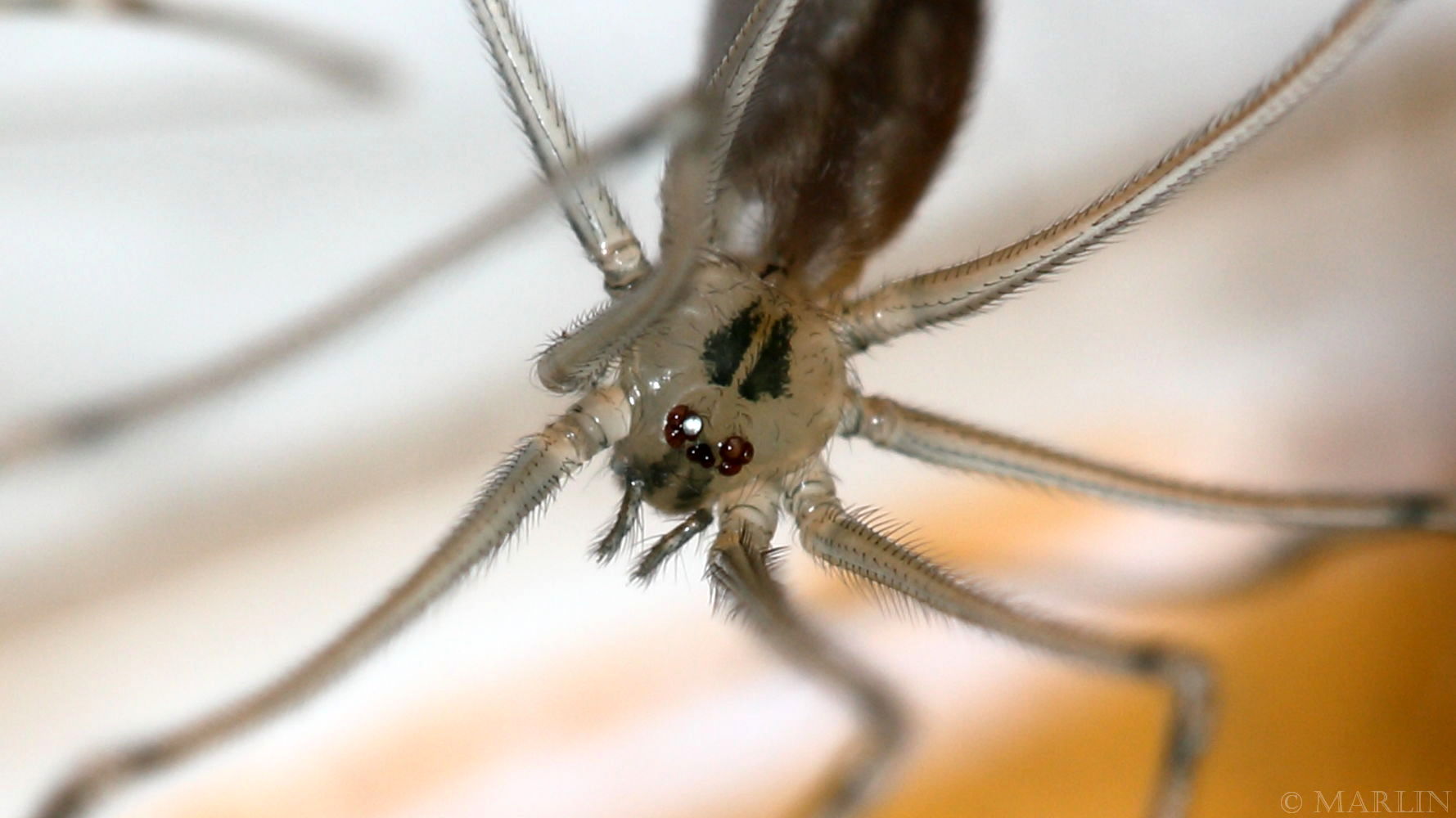 Pholcidae, vibrating or cellar spiders