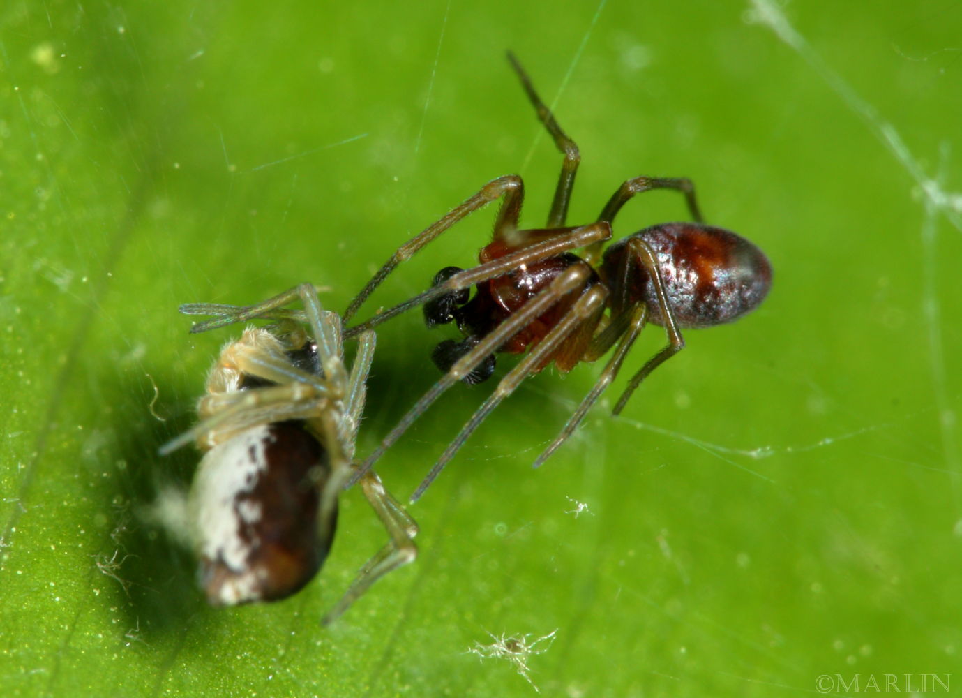 American Basswood or Linden - North American Insects & Spiders