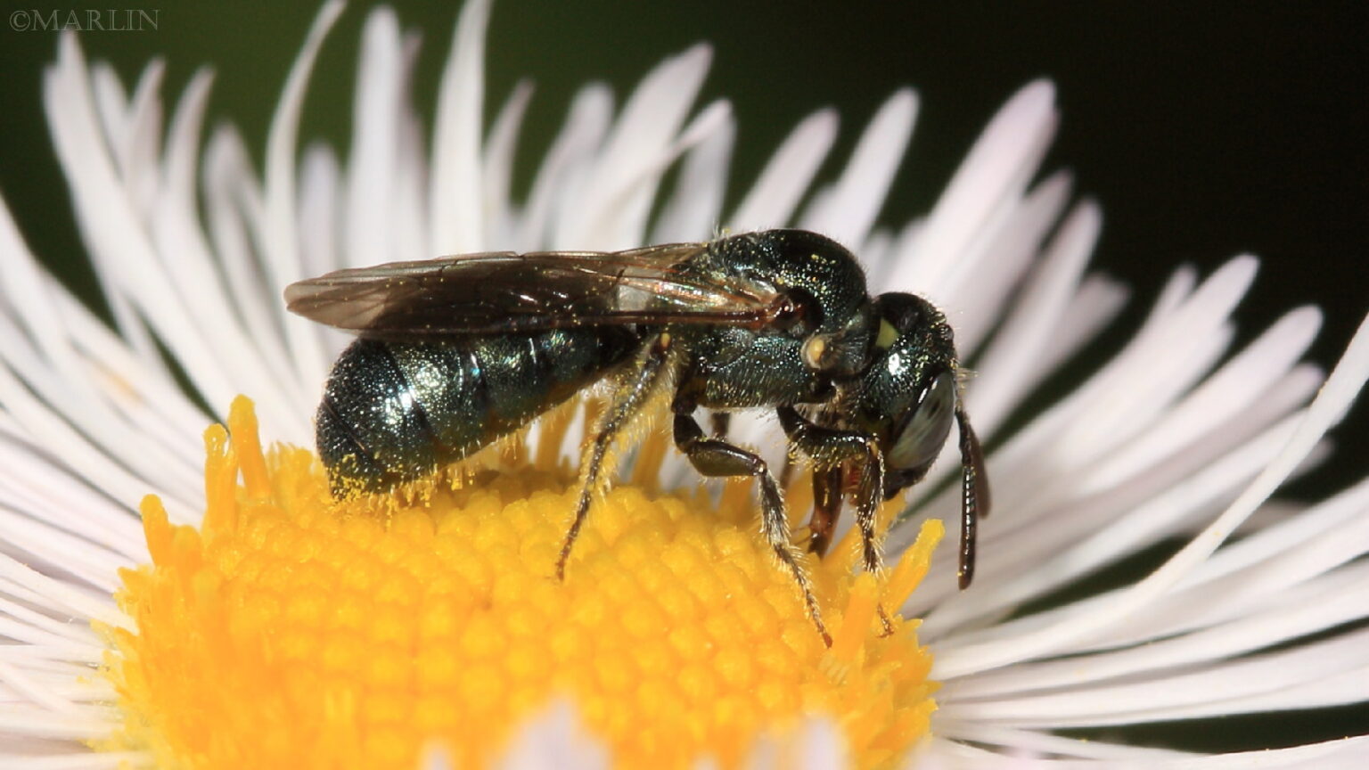 Small Carpenter Bee - Ceratina species - North American Insects & spiders