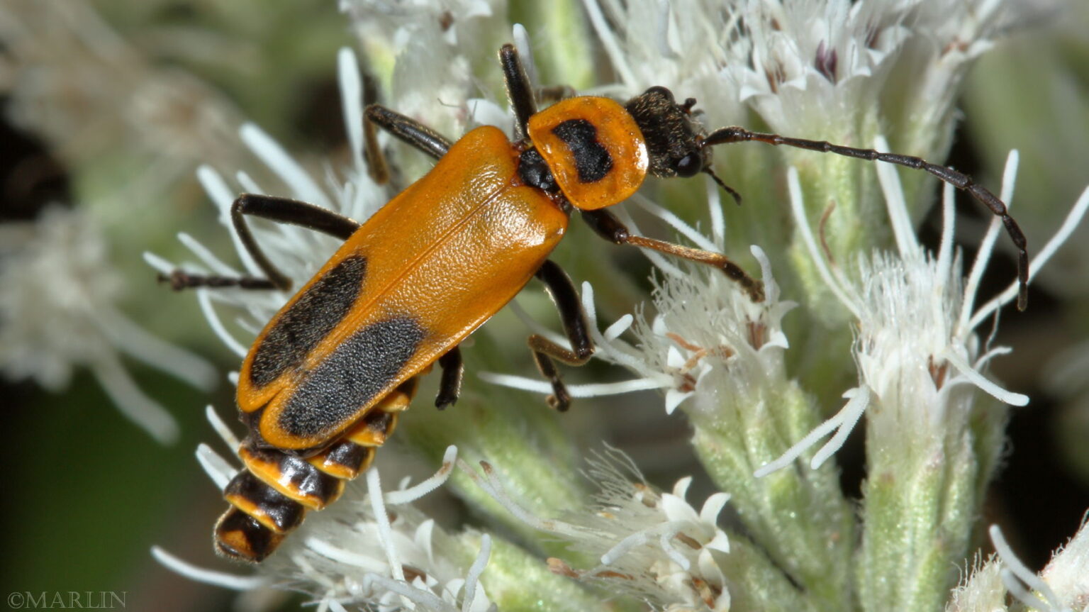 Goldenrod Soldier Beetle North American Insects & Spiders