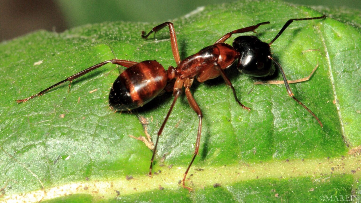 American Carpenter Ant - North American Insects & spiders