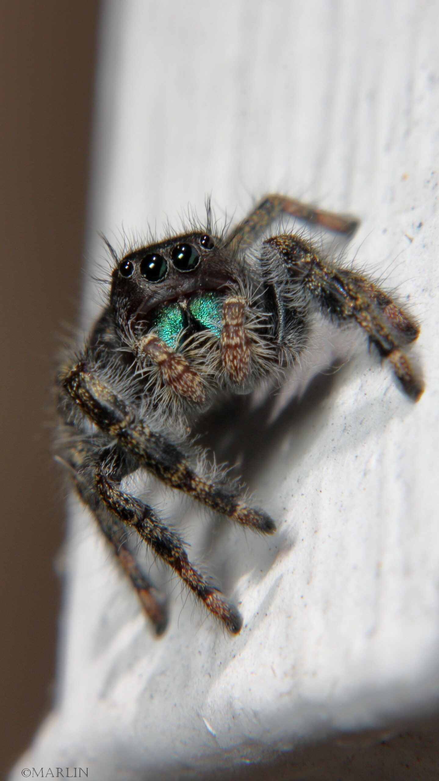 Parts Of A Spider Male Spider Dorsal View