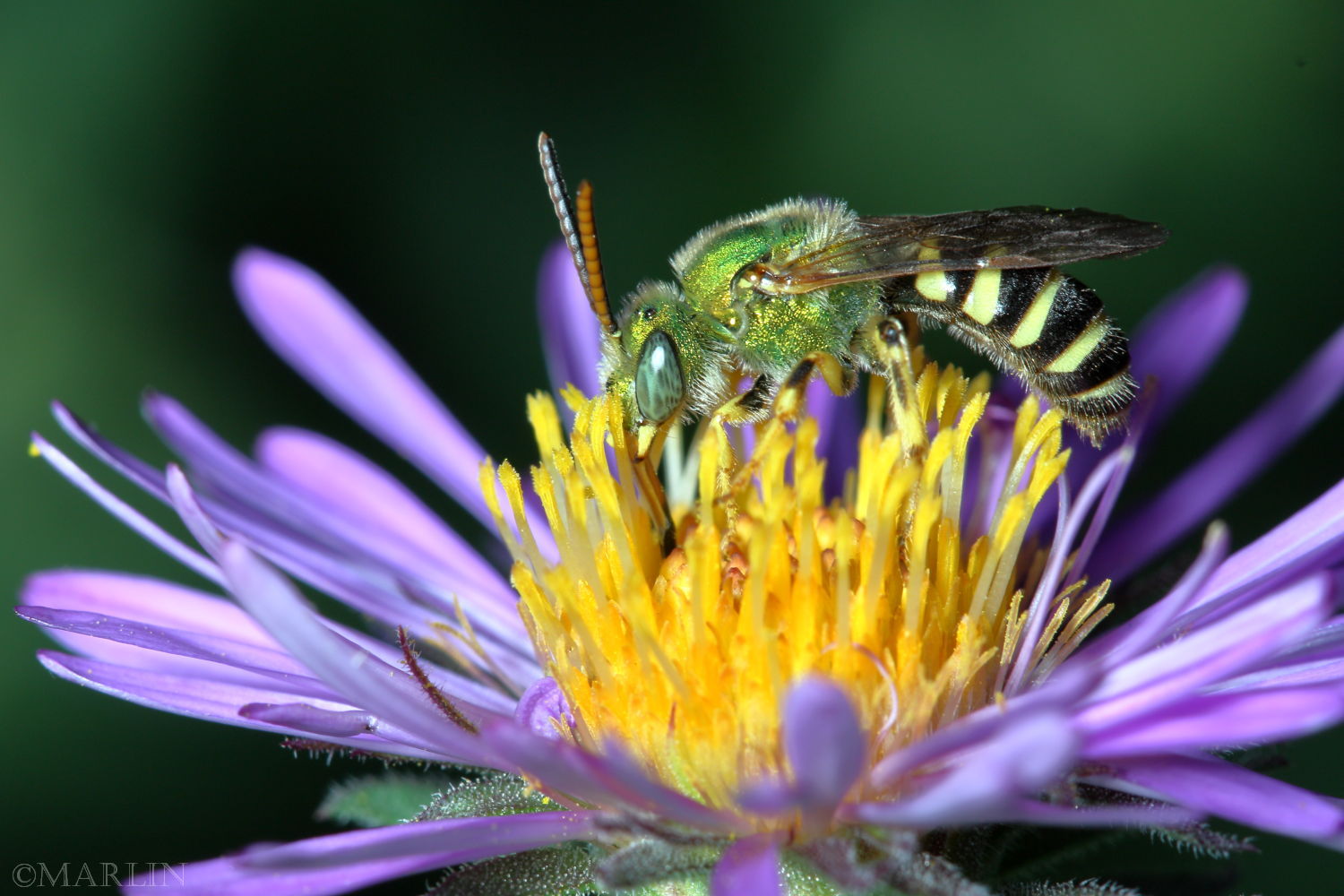 Halictidae -Agapostemon splendens