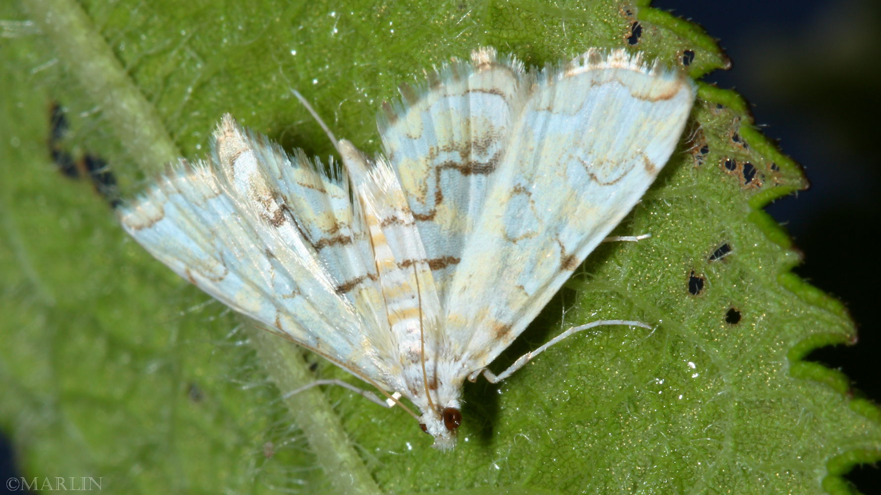 Pondside Pyralid Moth - Elophila icciusalis