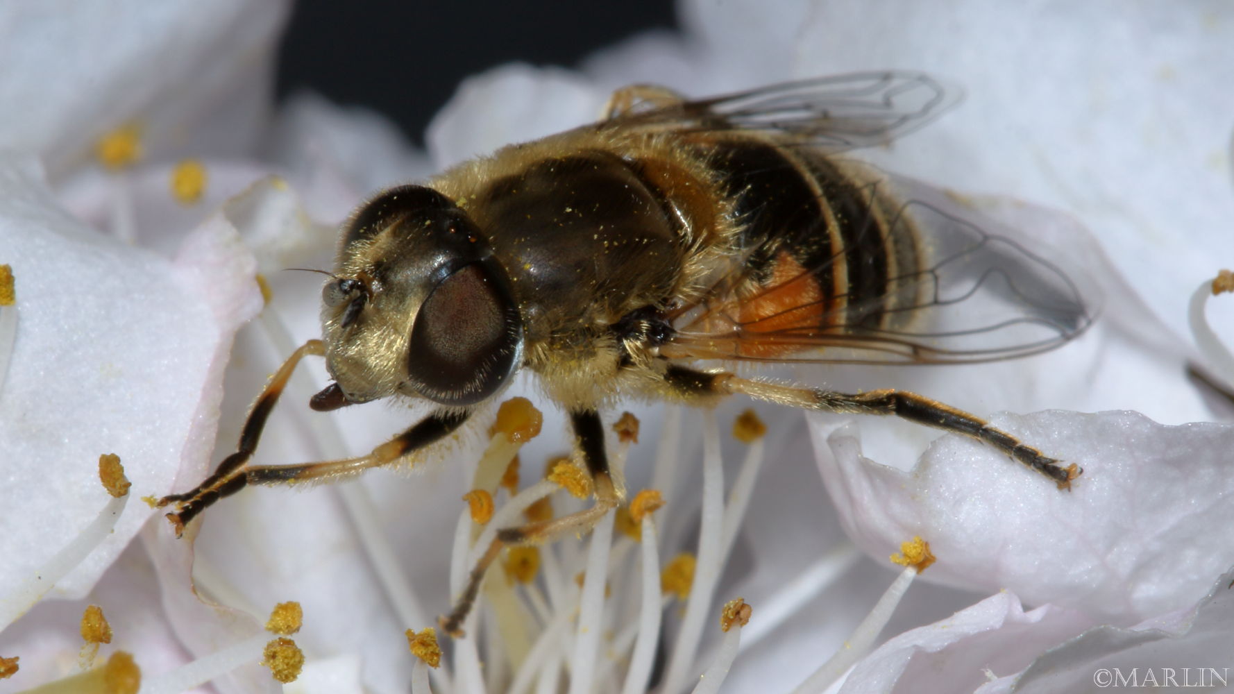Syrphid Fly - Eristalis arbustorum