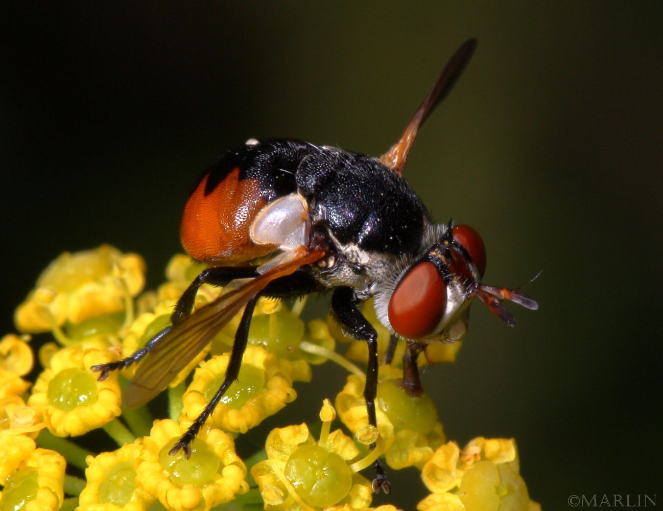 Tachinid Fly - Gymnosoma fuliginosa