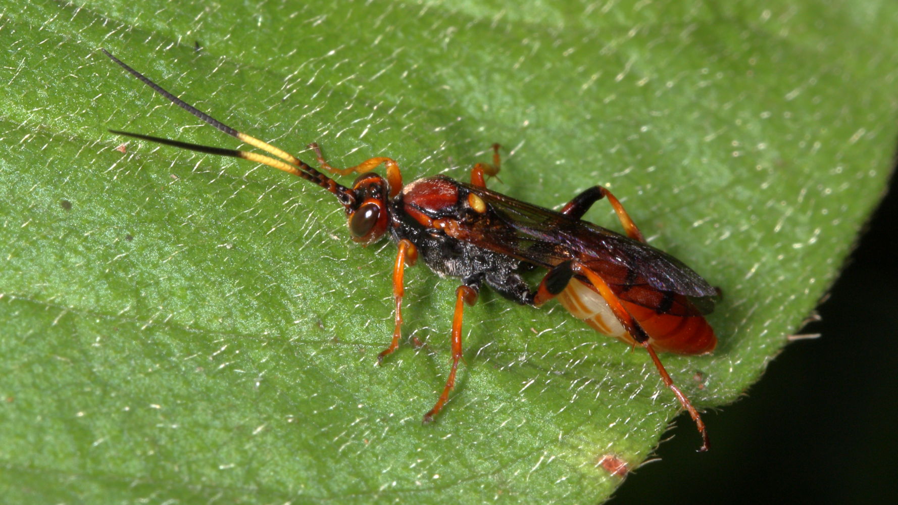 Unknown braconid wasp 12mm
