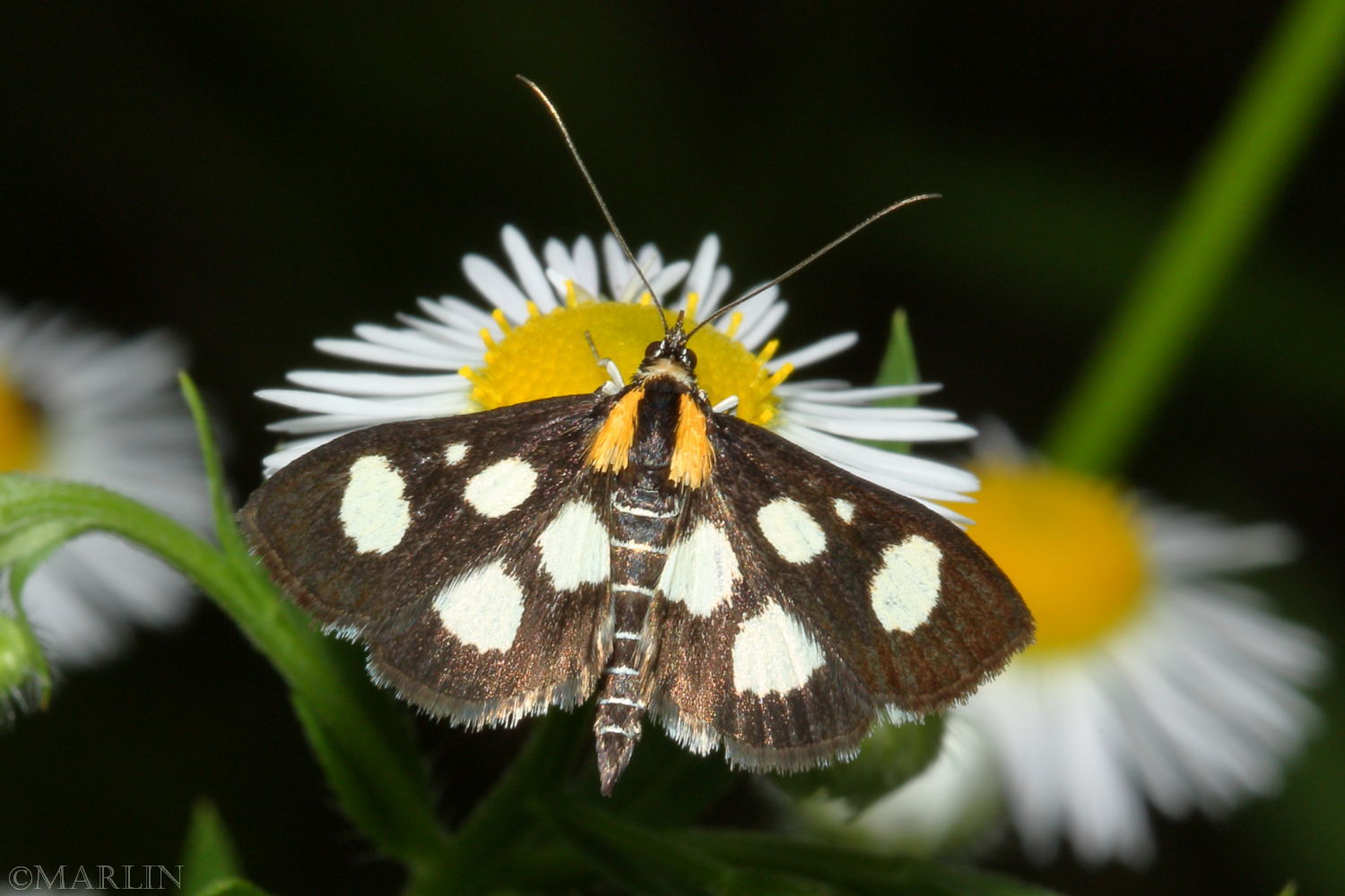 White-spotted Sable Moth - Anania funebris