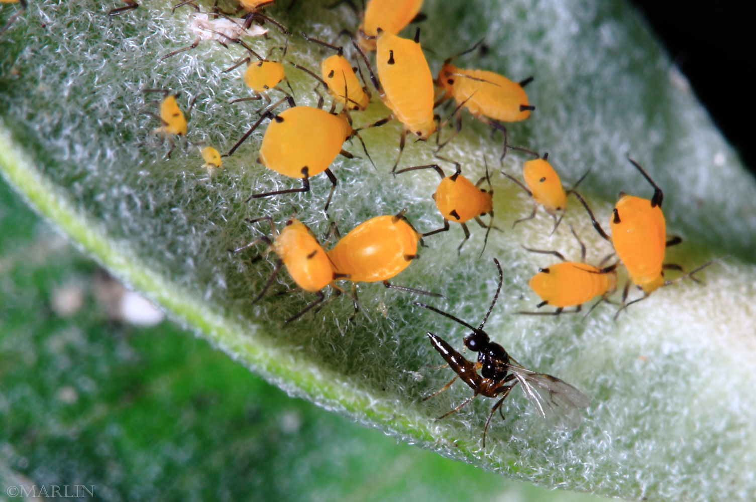 aphid mummy wasp lays eggs on aphids