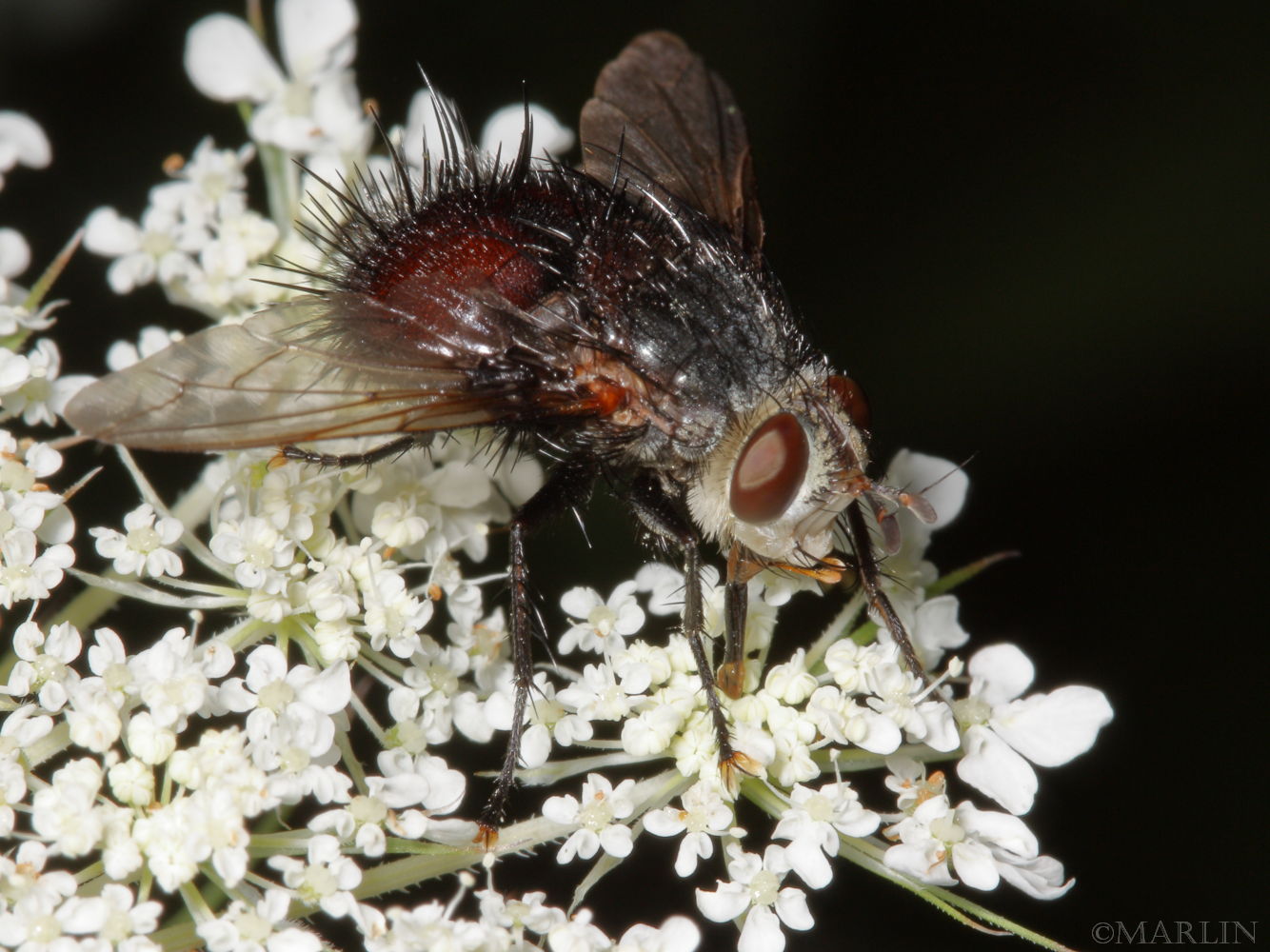 Tachinid Fly - Juriniopsis adusta