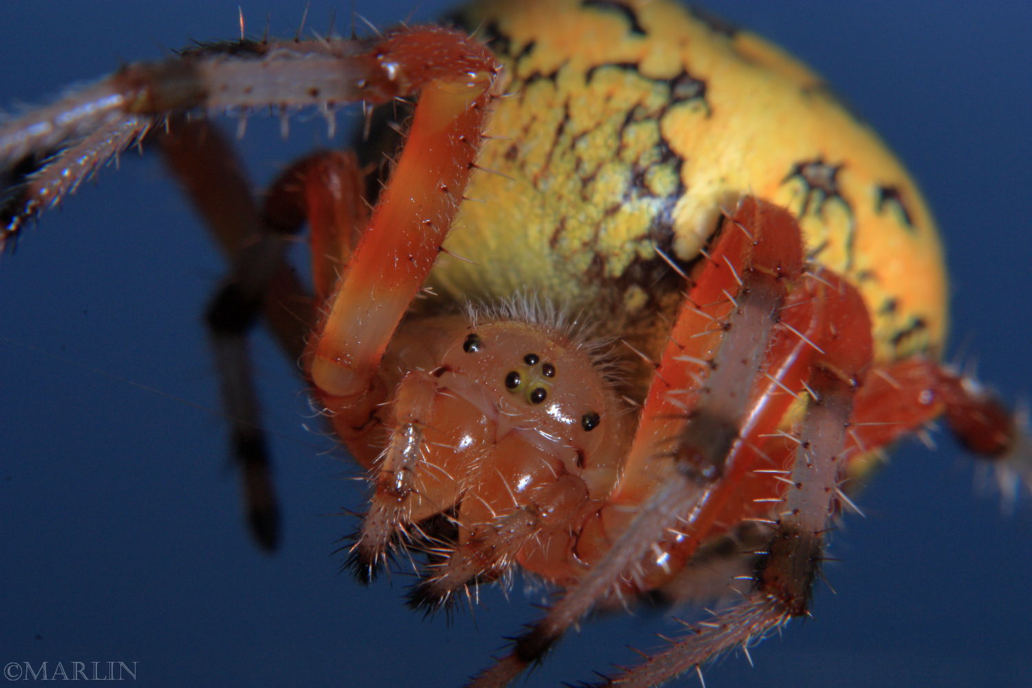 Marbled orbweaver female