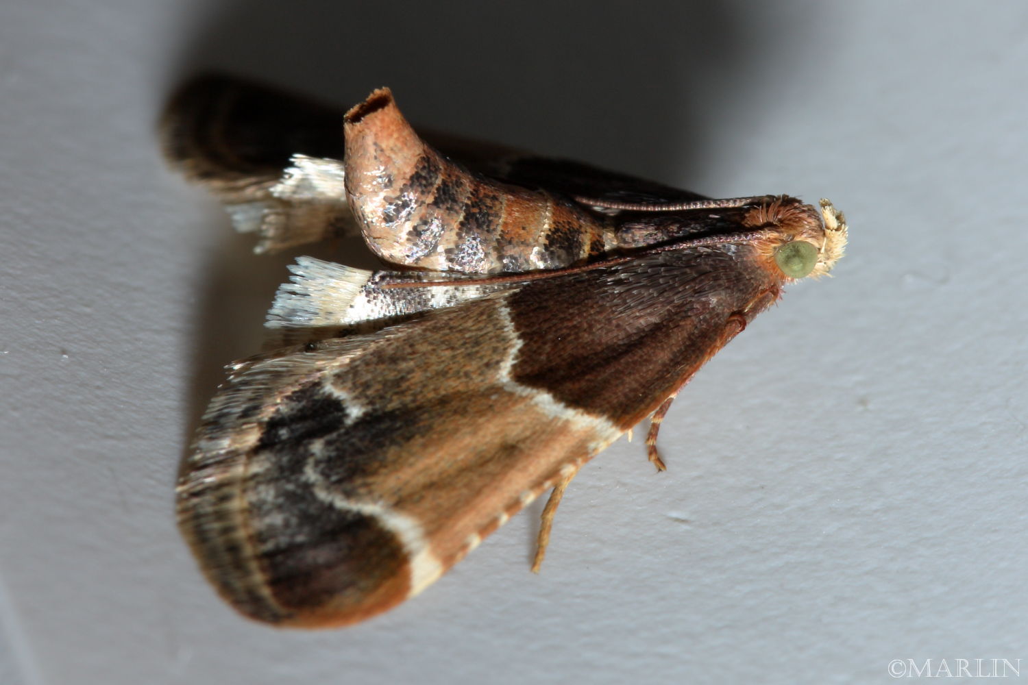 Meal Moth - Pyralis farinalis